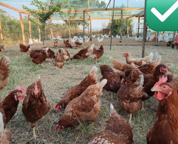 Le nostre galline. L’alimentazione naturale unita alla loro libertà offre un prodotto di qualità