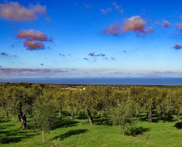 oliveto. oliveto collinare con vista sul golfo dell'Asinara