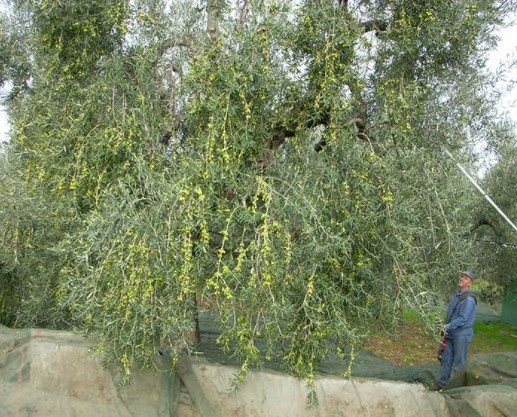 Raccolta. Un immagine della raccolta delle nostre olive