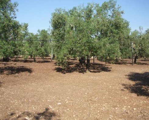 Albero. I nostri oliveti, Azienda agricola D'Addato Isabella