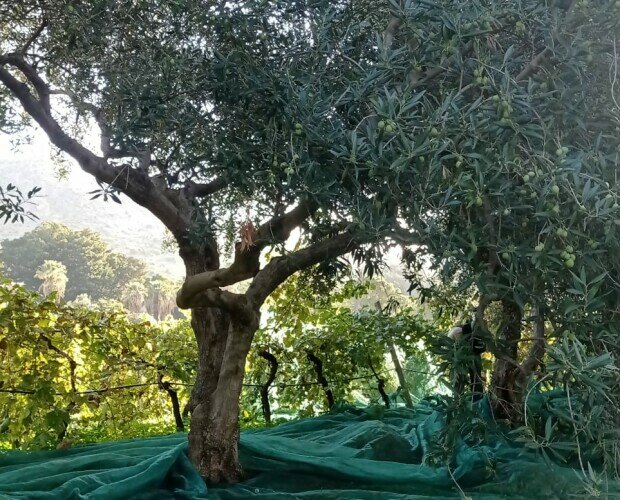 alberi d'ulivo. uno dei nostri alberi durante la fase di raccolta