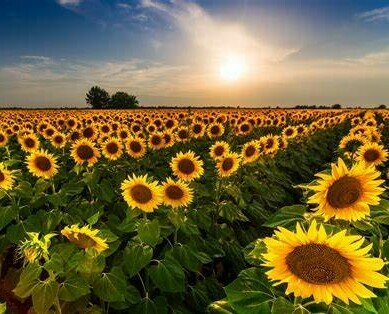 Sunflowers. Beautiful pics of our Sunflowers