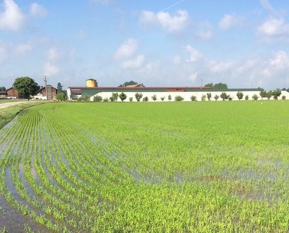 Campo di riso. Cascina Resentera sullo sfondo del campo di riso.