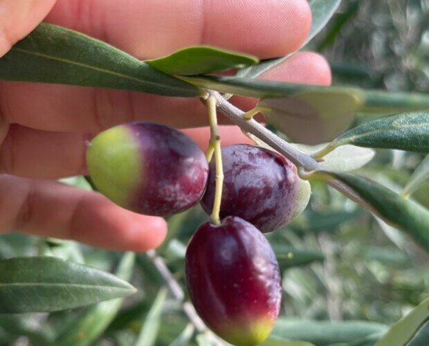 Oliva. Olive Olive Olive Olive Olive Olive Olive