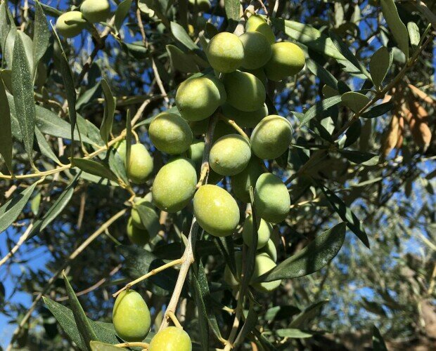 Olive peranzana.. La nostra cultivar da cui otteniamo il nostro extravergine.