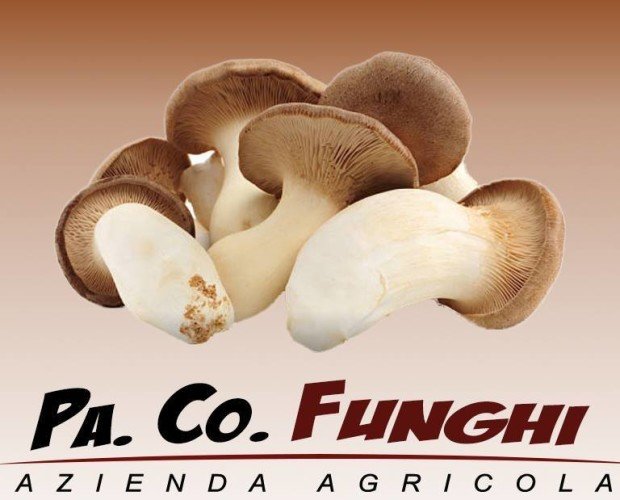 Funghi e Tartufi.Funghi e tartufi Funghi e tartufi