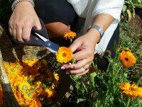 Cosmesi bio. I fiori di Calendula vengono raccolti presso aziende agricole biologiche