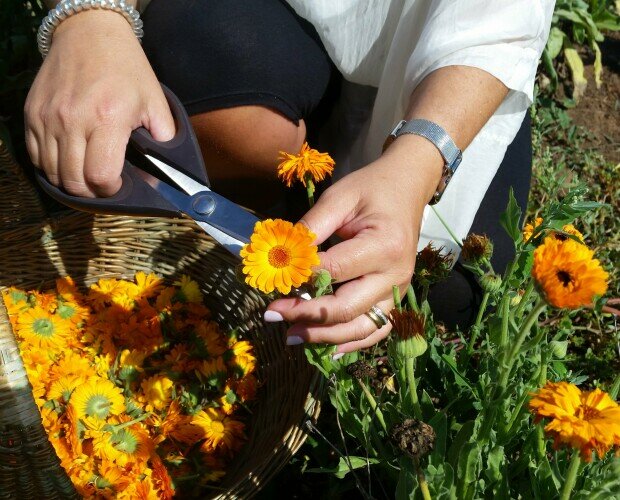 Raccolta della Calendula. I fiori di Calendula vengono raccolti presso aziende agricole biologiche