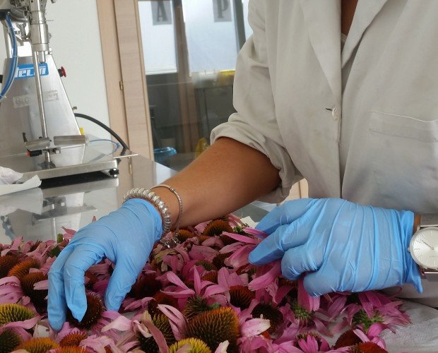 Lavorazione dell'Echinacea. I fiori di Echinacea vengono selezionati prima di procedere all'estrazione