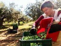 Olive. Le nostre olive vengono raccolte con parsimonia dai nostri preziosi dipendenti.