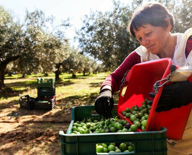 La nostra coltivazione. Le nostre olive vengono raccolte con parsimonia dai nostri preziosi dipendenti.