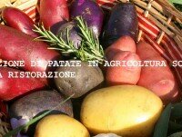 Patate. Patate in agricoltura sostenibile certificate CSQA