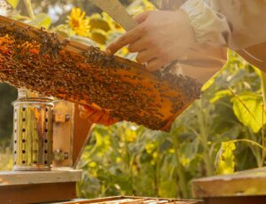 Mile e cosmesi per il corpo a base di miele