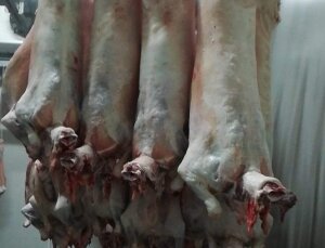 We sell lambs Carcasses