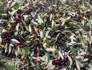 Olio Extravergine di oliva Toscano